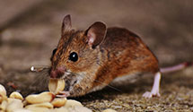 24 Hour & Emergency Exterminators in Ampthill, VA